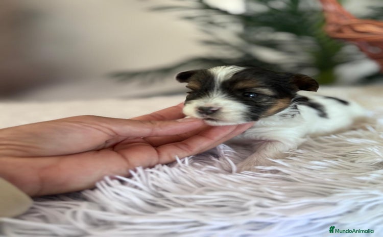 Yorkshire Terrier perros YORKSHIRE BIEWER - Anuncio 1