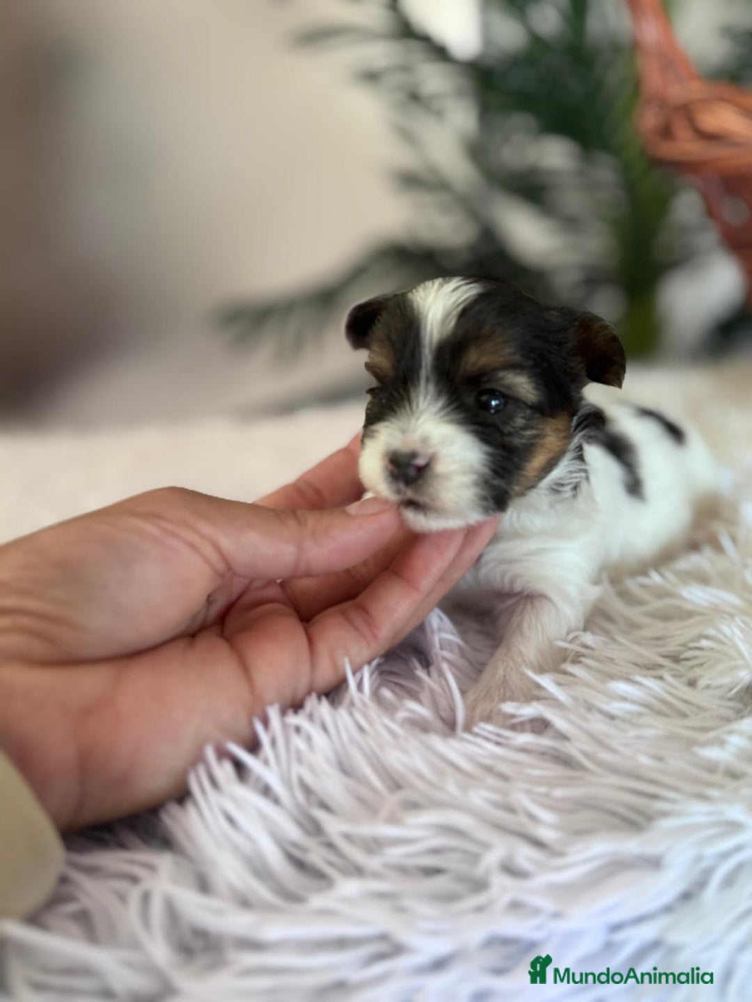 Yorkshire Terrier perros en venta: YORKSHIRE BIEWER - Anuncio 1