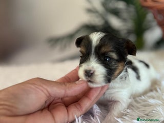 Yorkshire Terrier perros YORKSHIRE BIEWER - Anuncio 1