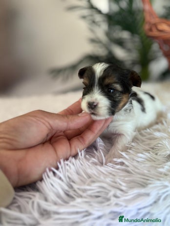 Yorkshire Terrier perros YORKSHIRE BIEWER - Anuncio 2