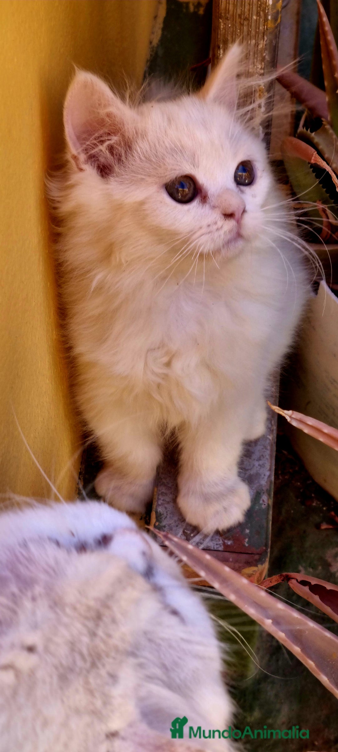 Persa gatos en venta: Gatos persa - Imagen 3