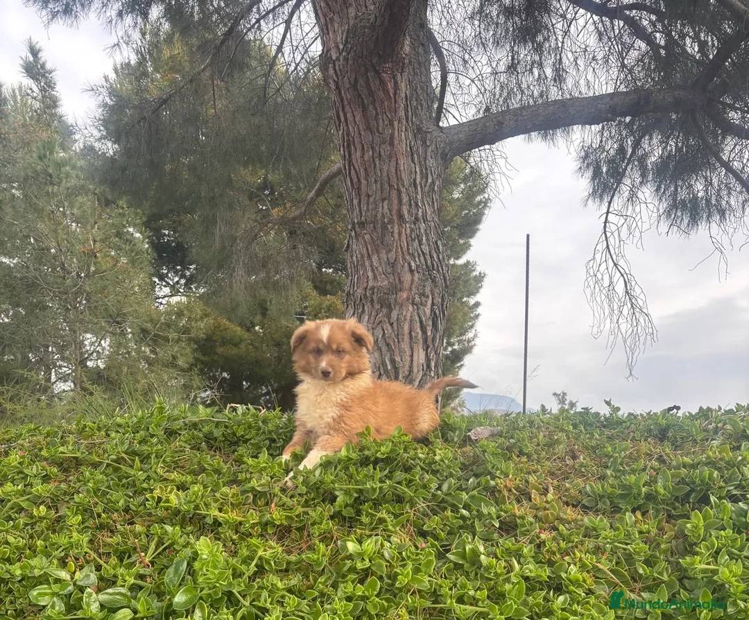 Pastor Miniatura Americano perros en venta: PASTOR AMERICANO MINIATURA - Anuncio 2