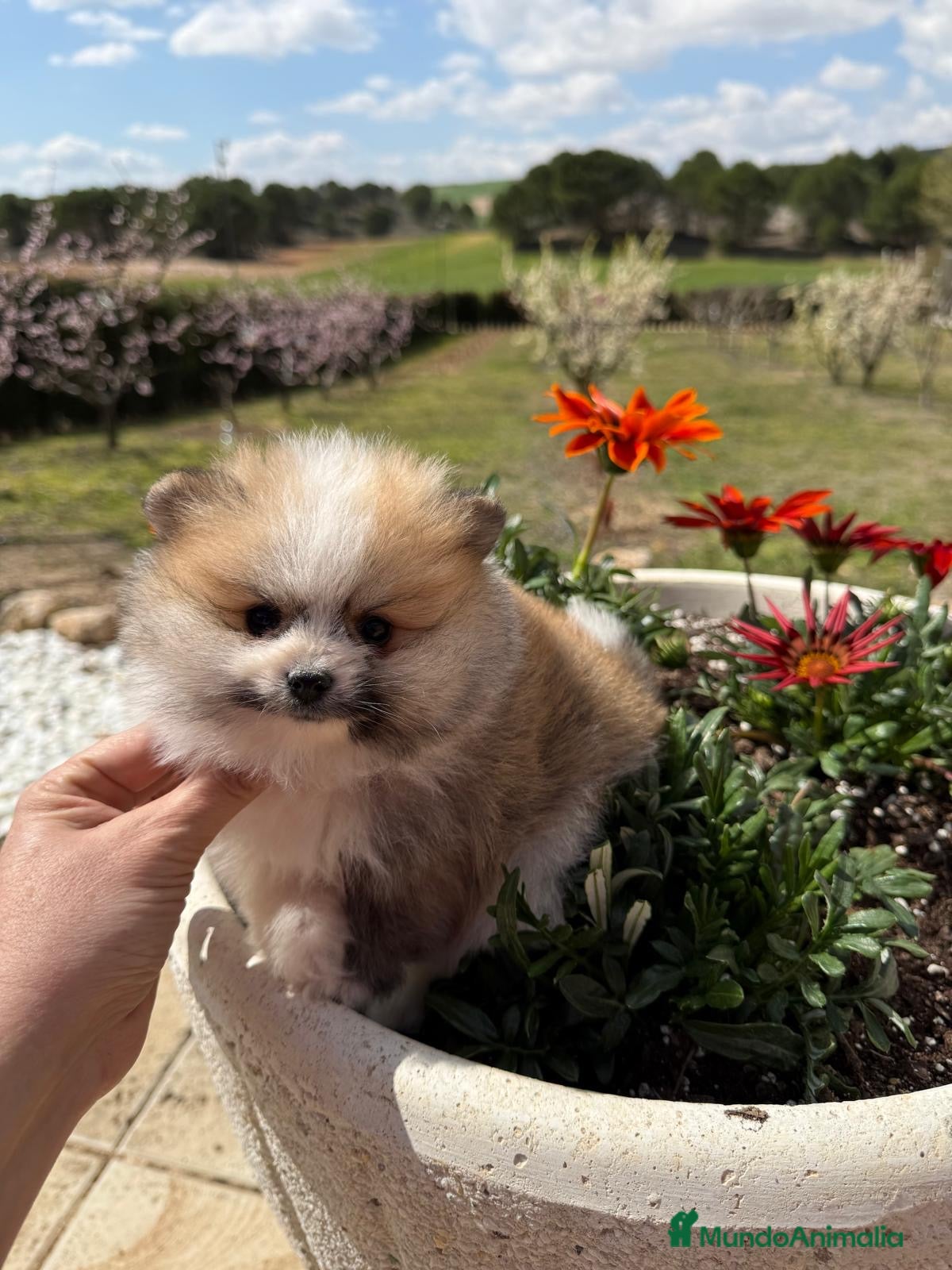 Pomerania perros Pomerania tricolor TOY Macho.  - Anuncio 2