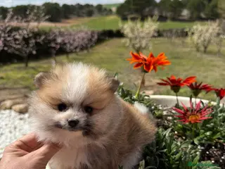 Pomerania perros Pomerania tricolor TOY Macho. - Anuncio 2