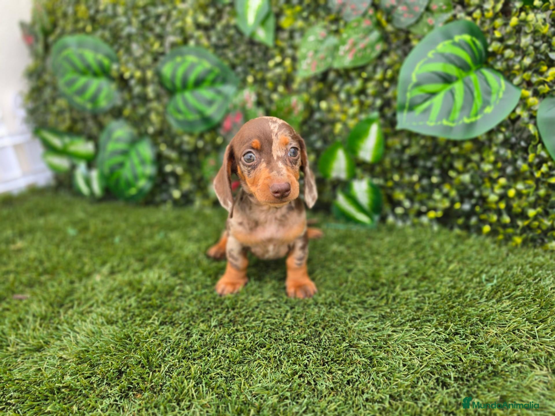 Teckel Miniatura perros TECKEL MINIATURA & KANNINCHEN ARLEQUIN - Anuncio 1