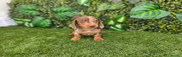 Teckel Miniatura perros en venta: TECKEL MINIATURA & KANNINCHEN ARLEQUIN - Anuncio 1