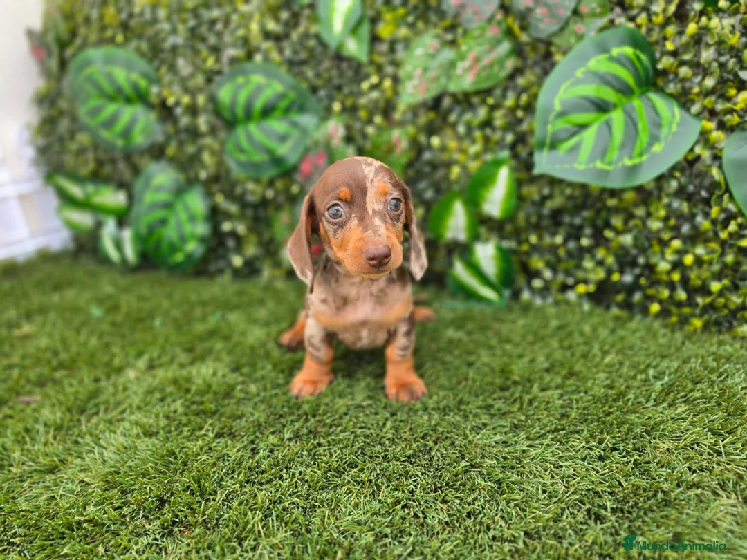 Teckel Miniatura perros en venta: TECKEL MINIATURA & KANNINCHEN ARLEQUIN - Anuncio 1