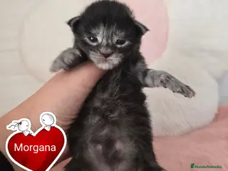 Maine Coon gatos Gatitos maine coon - Anuncio 2