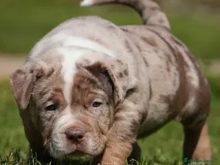 American Bully perros Preciosos cachorros de American Bully XL - Anuncio 15