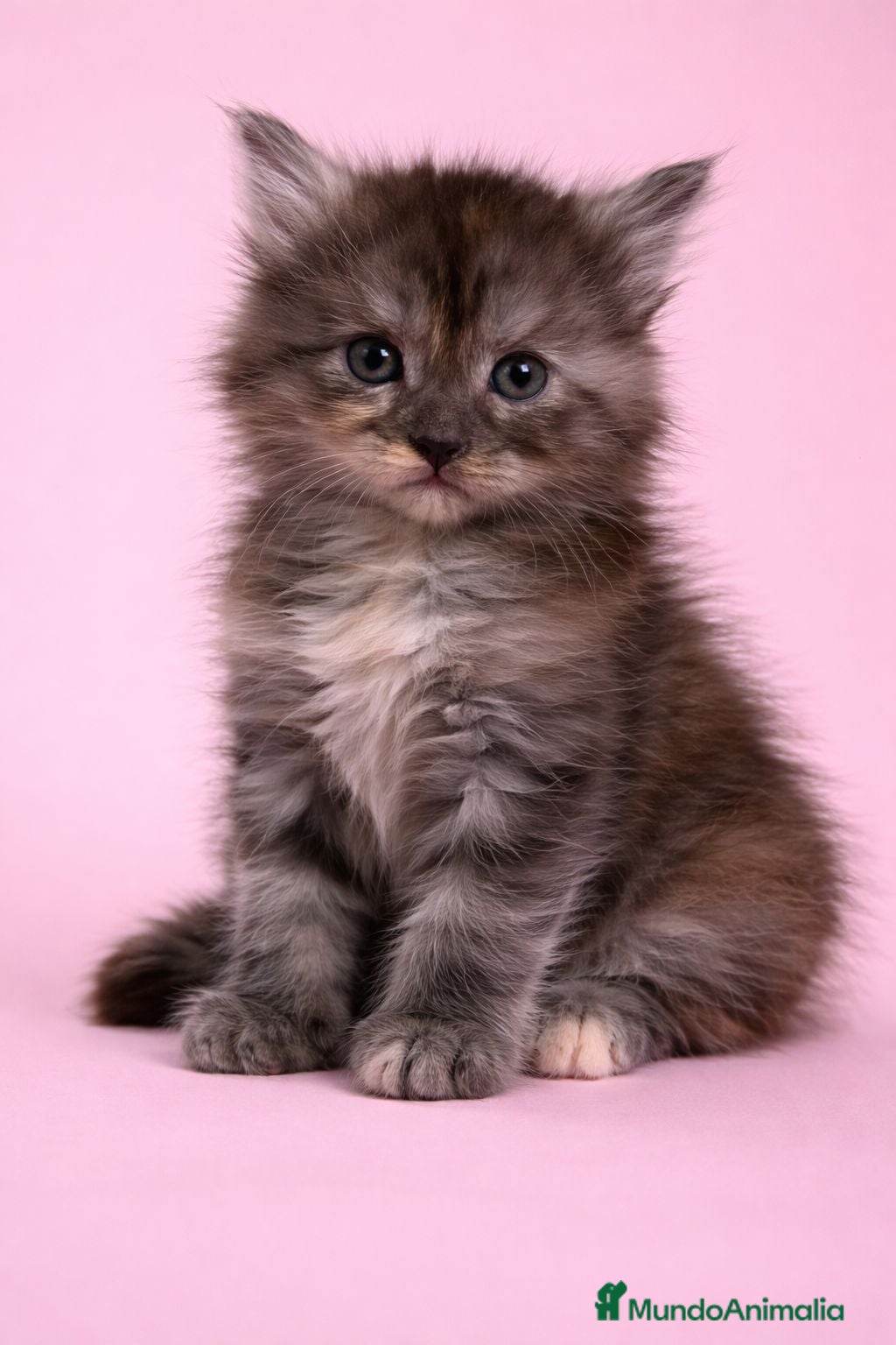 Maine Coon gatos Hembras de Maine Coon  - Anuncio 4