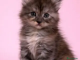 Maine Coon gatos Hembras de Maine Coon - Anuncio 4