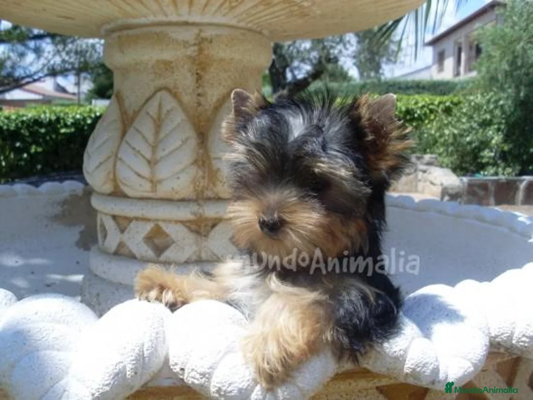 Imagen de galería {{count}}