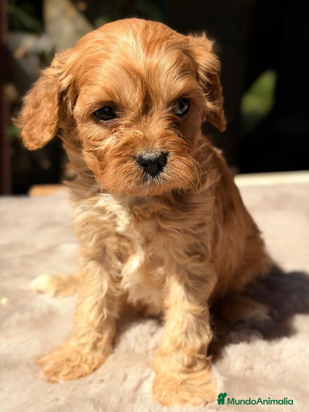 Cavapoo perros en venta: CAVAPOO APRICOT MACHOS - Anuncio 2