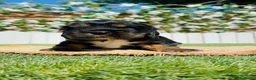 Cocker Spaniel Inglés perros en venta: COCKER SPANIEL INGLES - Anuncio 15