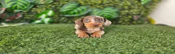Teckel Miniatura perros en venta: TECKEL MINIATURA ARLEQUIN - Anuncio 8