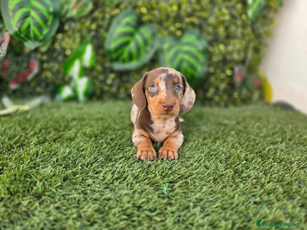 Teckel Miniatura perros en venta: TECKEL MINIATURA ARLEQUIN - Anuncio 8