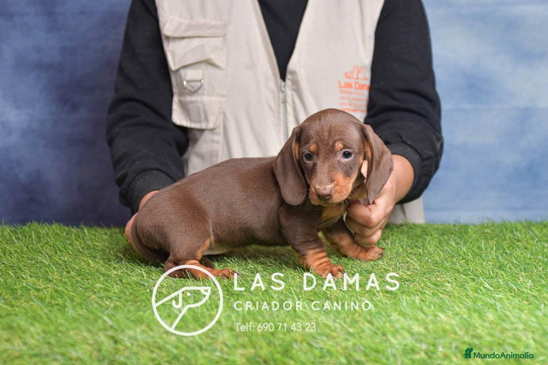 Teckel perros en venta: Cachorros de teckel disponibles - Anuncio 2