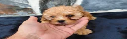 Caniche Toy perros en venta: CANICHE TOY MACHO - Anuncio 3