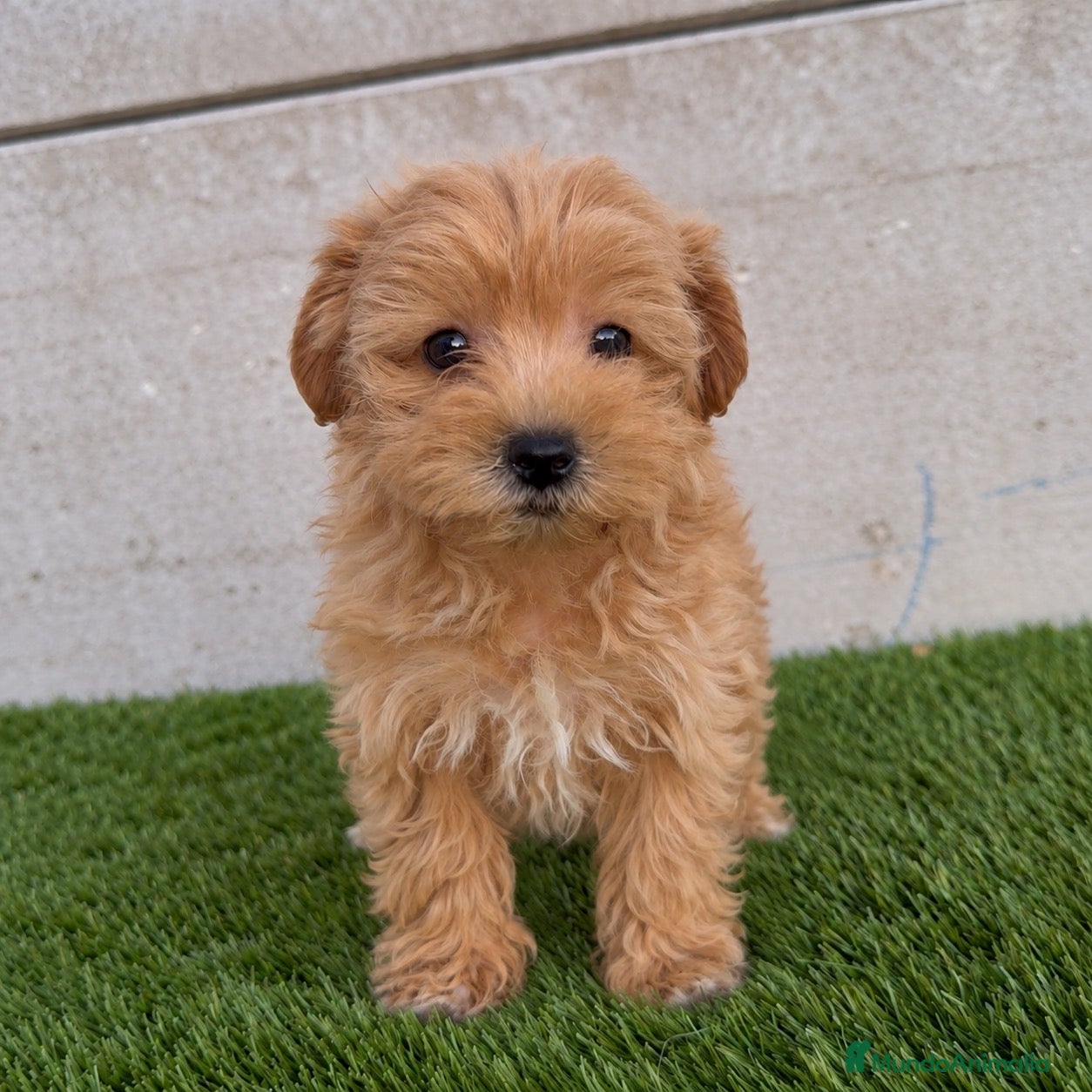 Maltipoo perros en venta: MALTIPOO  - Anuncio 1