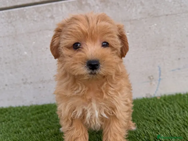 Maltipoo perros en venta: MALTIPOO - Anuncio 1