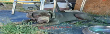 Mastín Napolitano cachorro 1