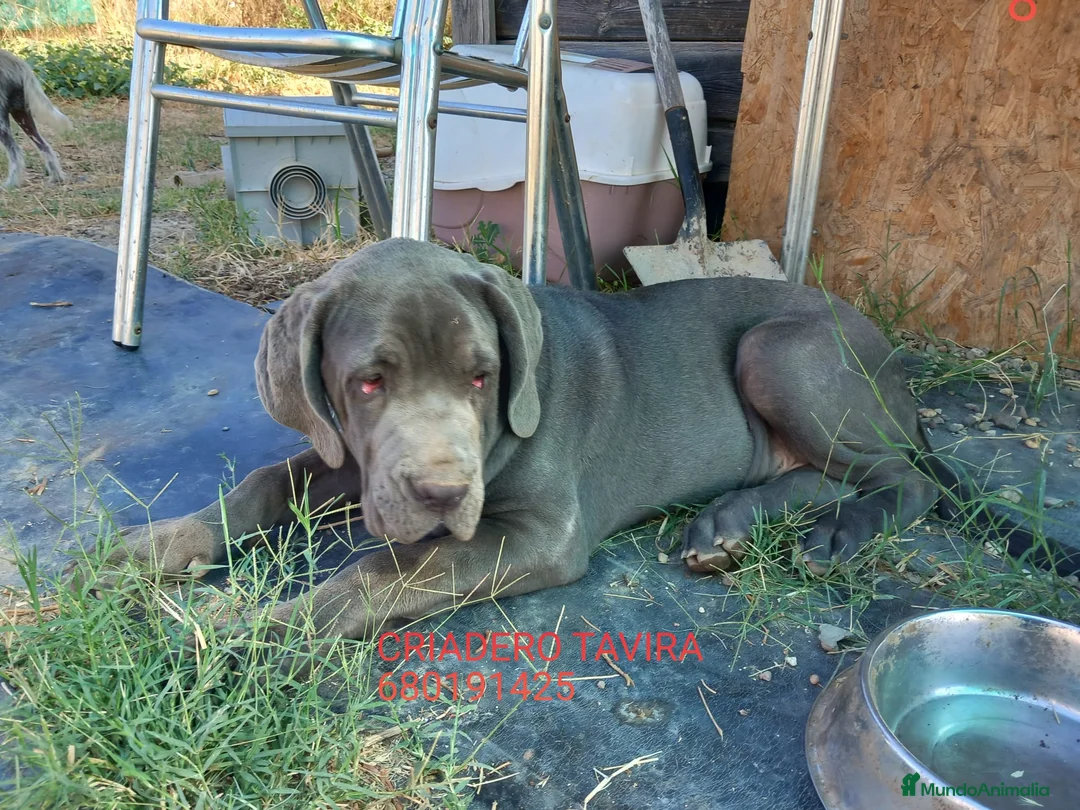 Mastín Napolitano perros en venta: Cachorrito precioso - Anuncio 1