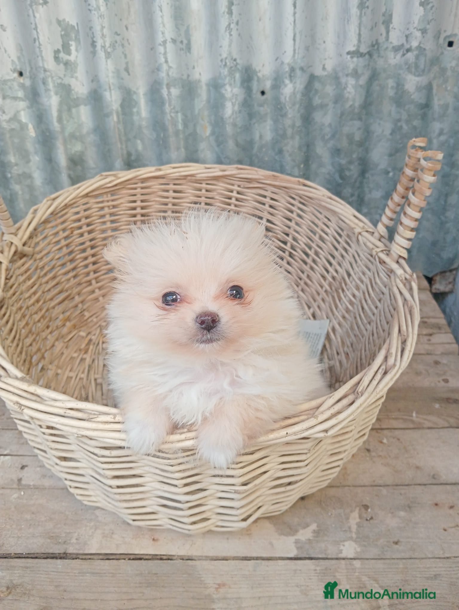 Pomerania perros Última pomerania hembra.. - Anuncio 2