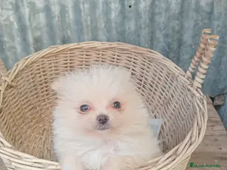 Pomerania perros Última pomerania hembra.. - Anuncio 1