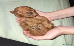 Caniche Toy perros en venta: Caniche Toy - Imagen 4