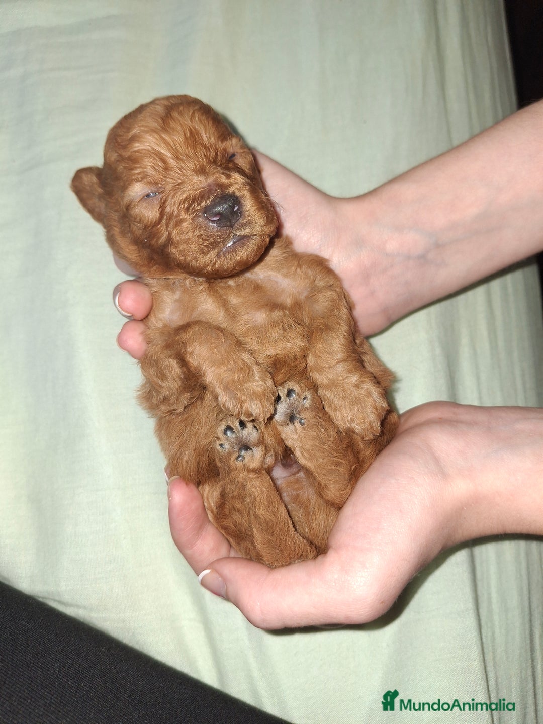 Caniche Toy perros en venta: Caniche Toy - Imagen 4