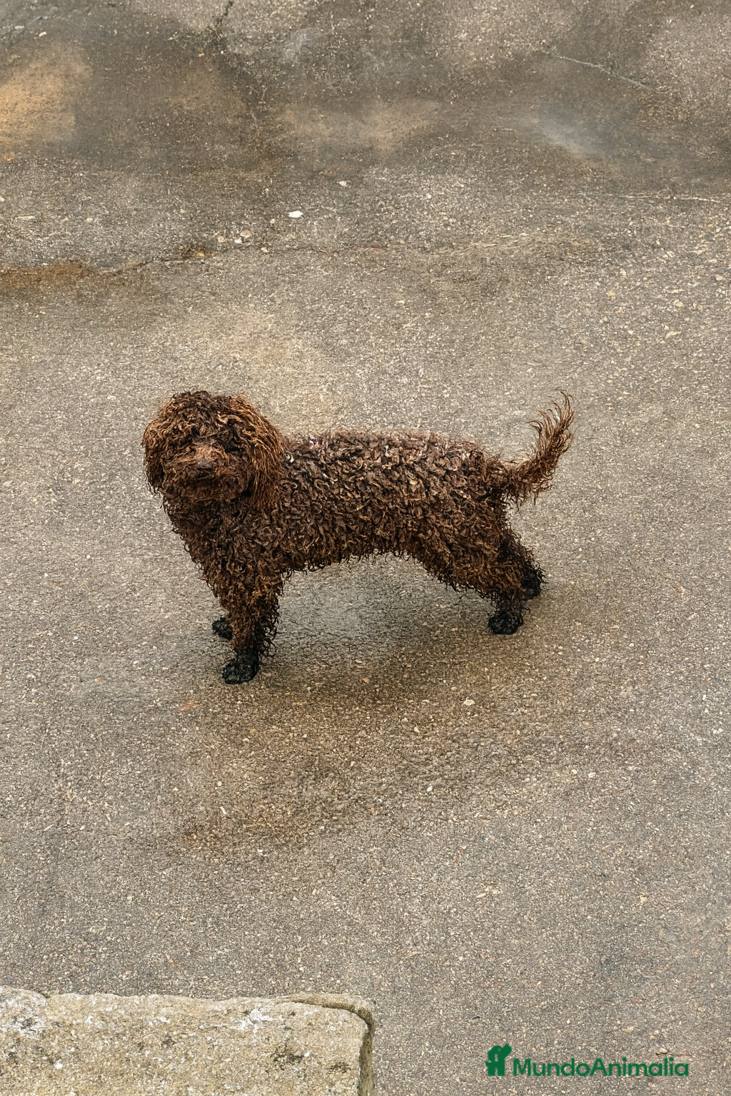 Caniche Toy perros caniche toy macho - Anuncio 1