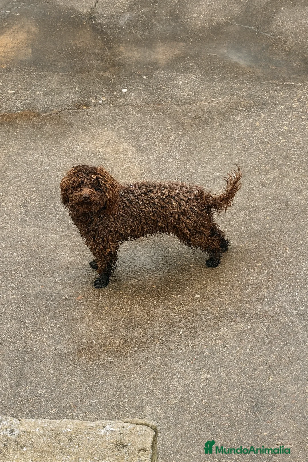 Caniche Toy perros en venta: caniche toy macho - Anuncio 1