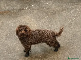 Caniche Toy perros caniche toy macho - Anuncio 1