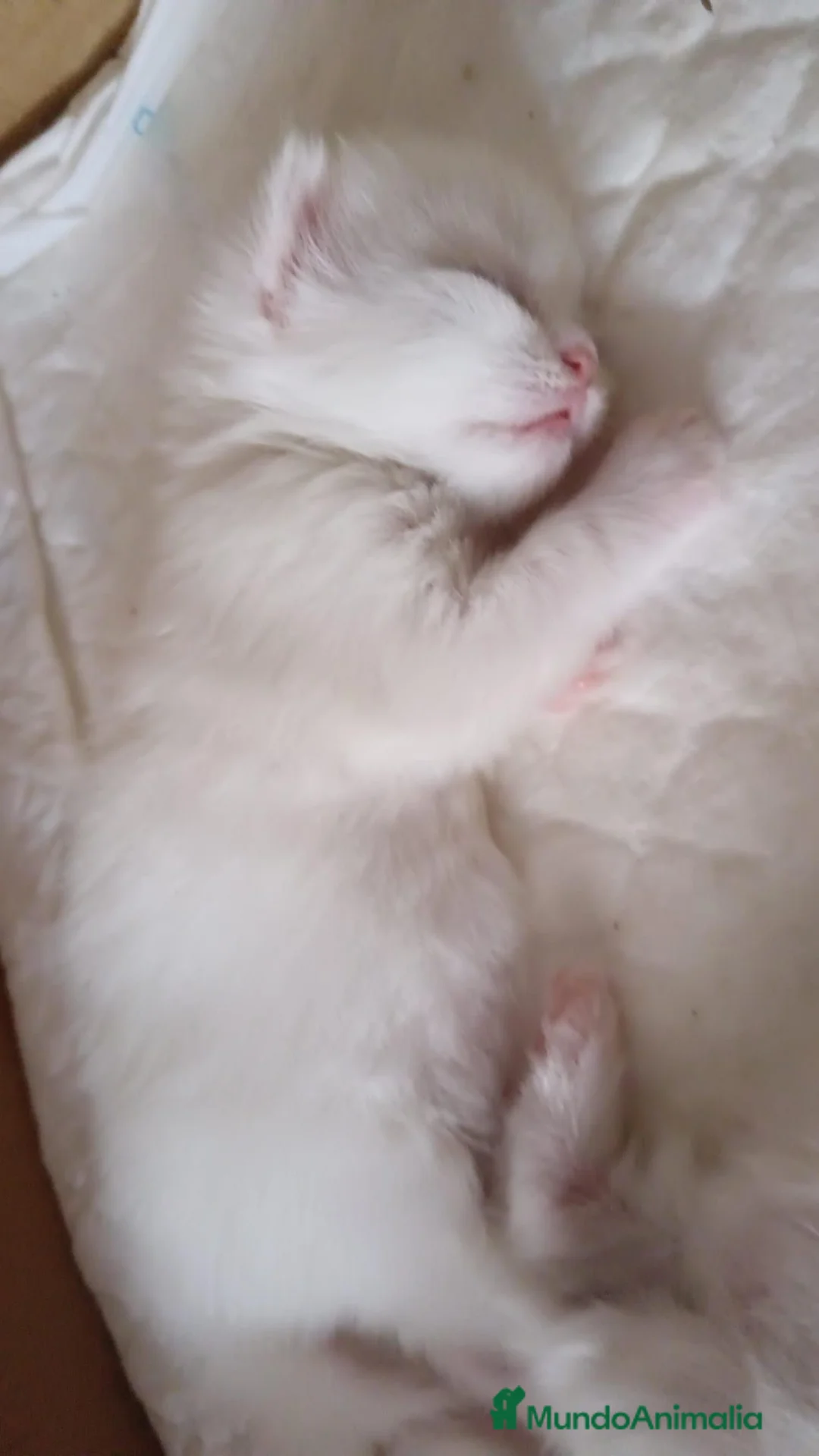 Persa gatos en venta: Gato persa - Anuncio 2