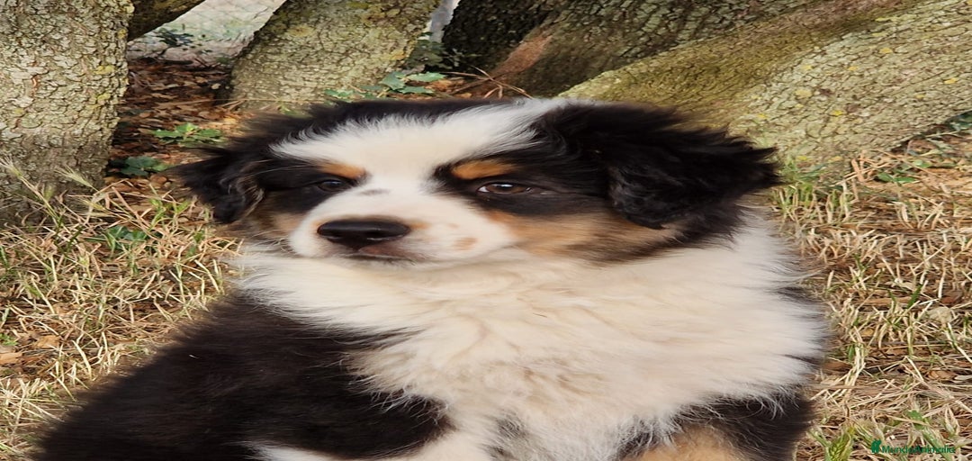 Imagen de galería {{count}}