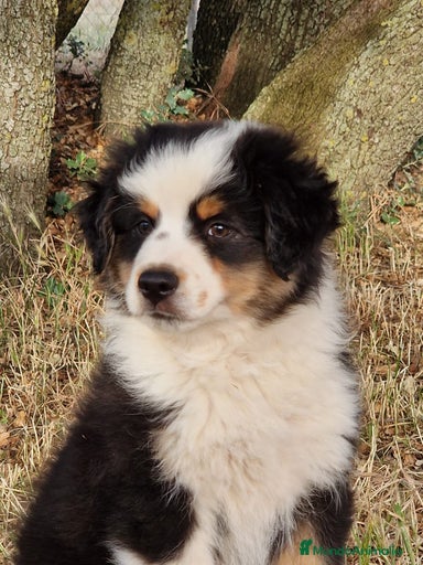 Imagen de galería {{count}}