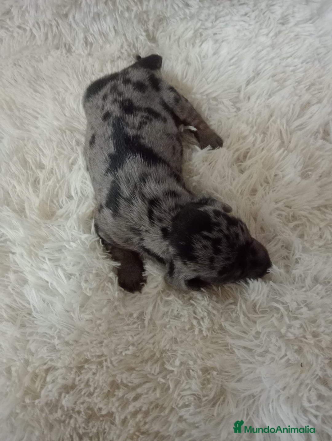 Teckel perros en venta: Teckel  - Anuncio 5