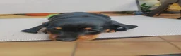 Teckel Miniatura perros en venta: Teckel Miniatura - Anuncio 10