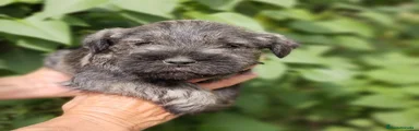 Schnauzer Miniatura Cachorro 4