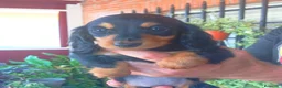 Teckel perros en venta: Teckel pelo largo  - Anuncio 6