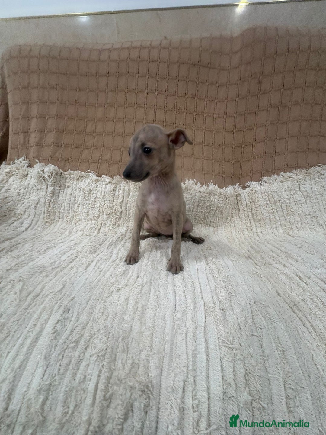 Whippet perros en venta: Whippet blue verdino - Anuncio 8