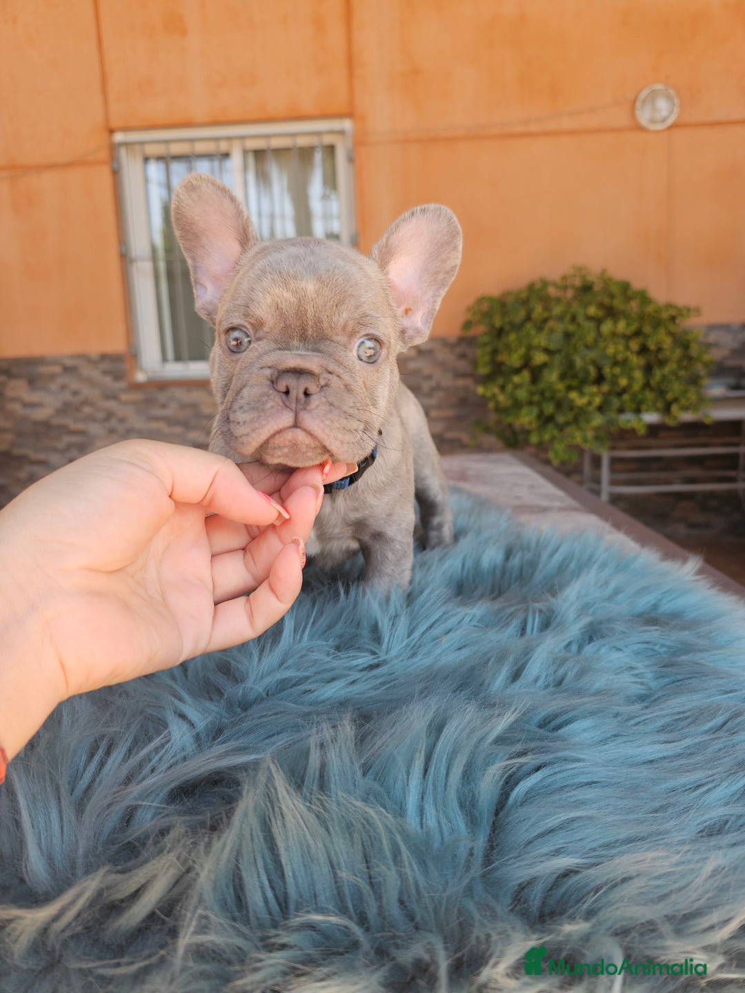 Bulldog Francés perros en venta: Bulldog francés lilac - Imagen 2