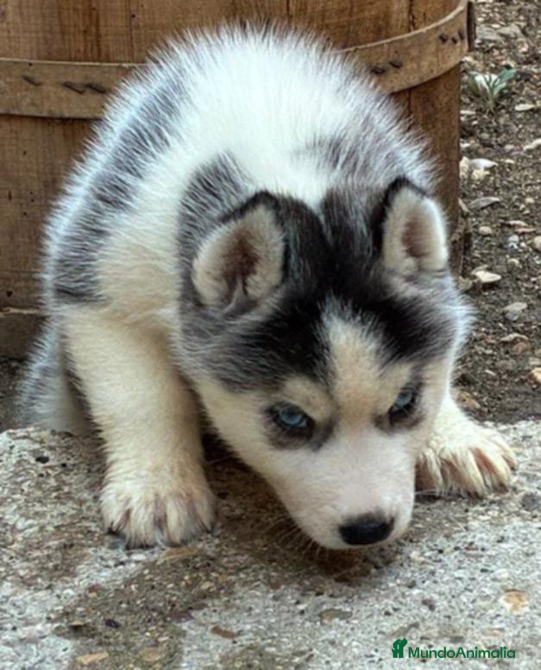 Husky Siberiano perros en venta: Husky siberiano  - Imagen 14