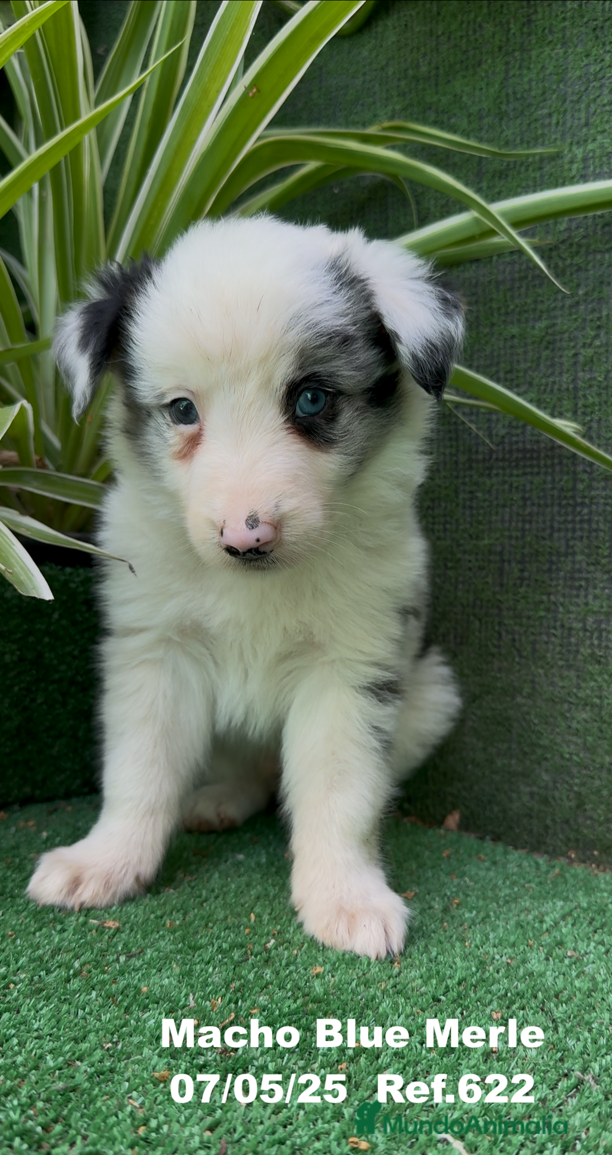 Border Collie perros BORDER COLLIE DE VILLA BIZNAGA - Anuncio 11
