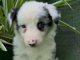 Border Collie perros - Anuncio 28