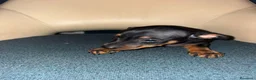 Pinscher Miniatura perros en venta: Pinscher miniatura  - Anuncio 5