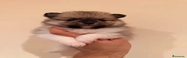 Pomerania 2