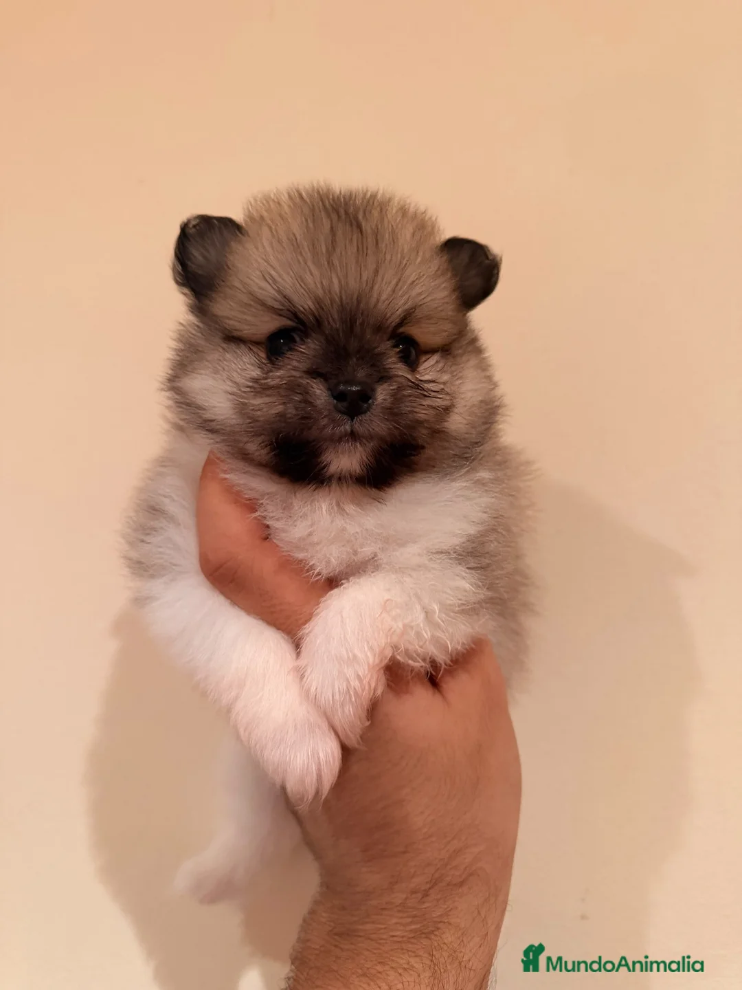 Pomerania perros en venta: Pomerania - Anuncio 4