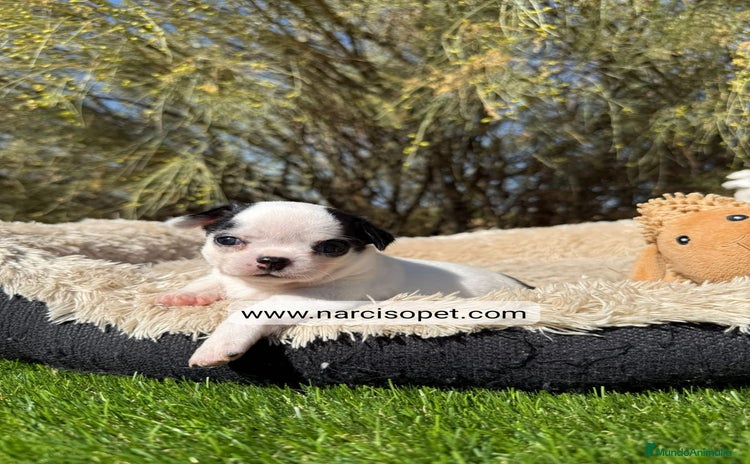 Chihuahua perros - Propaganda 1