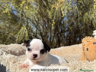 Chihuahua perros - Anuncio 40